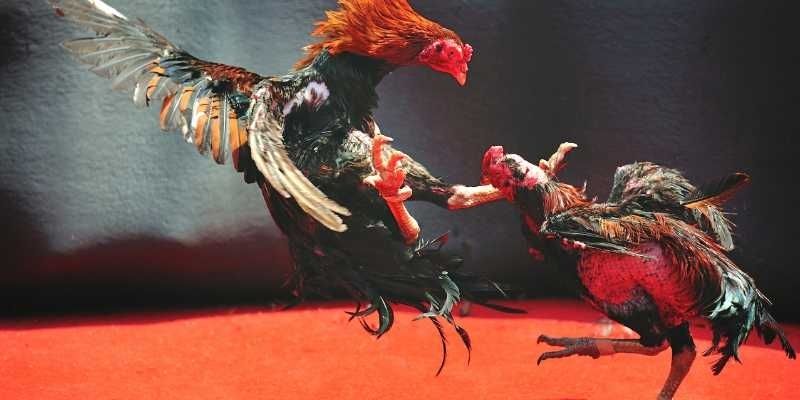 Biết sơ qua về ngữ nghĩa trong những thể loại nổi bật 